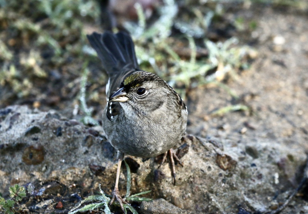 Golden-crowned Sparrow - John Bruin