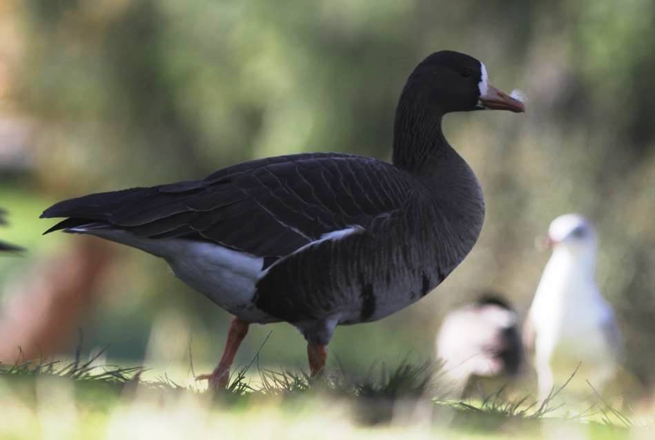 Greater White-fronted Goose - ML198572131