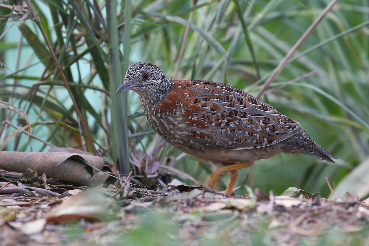 Painted Buttonquail - Gus Daly
