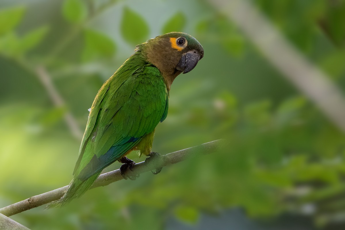 Brown-throated Parakeet - Bradley Hacker 🦜