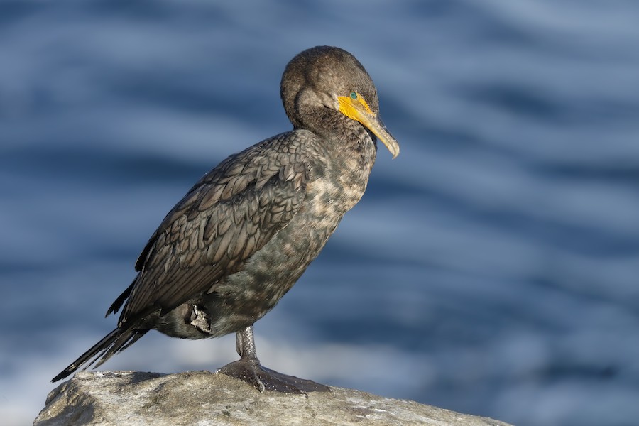 Double-crested Cormorant