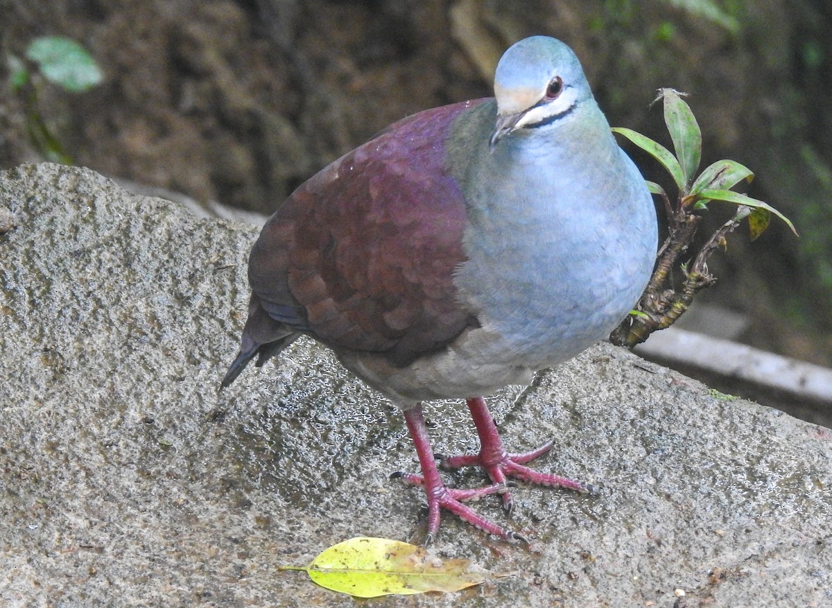 Buff-fronted Quail-Dove - ML198582211