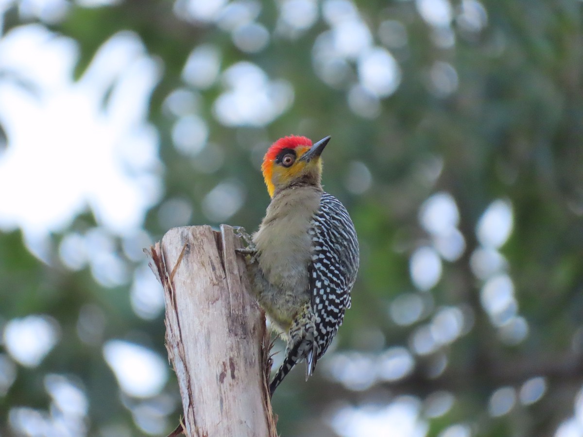Golden-cheeked Woodpecker - ML198587821