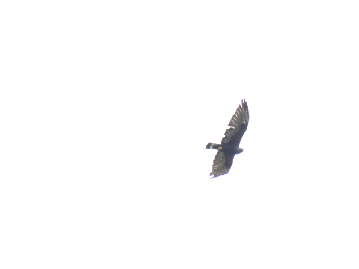 Zone-tailed Hawk - ML198589041