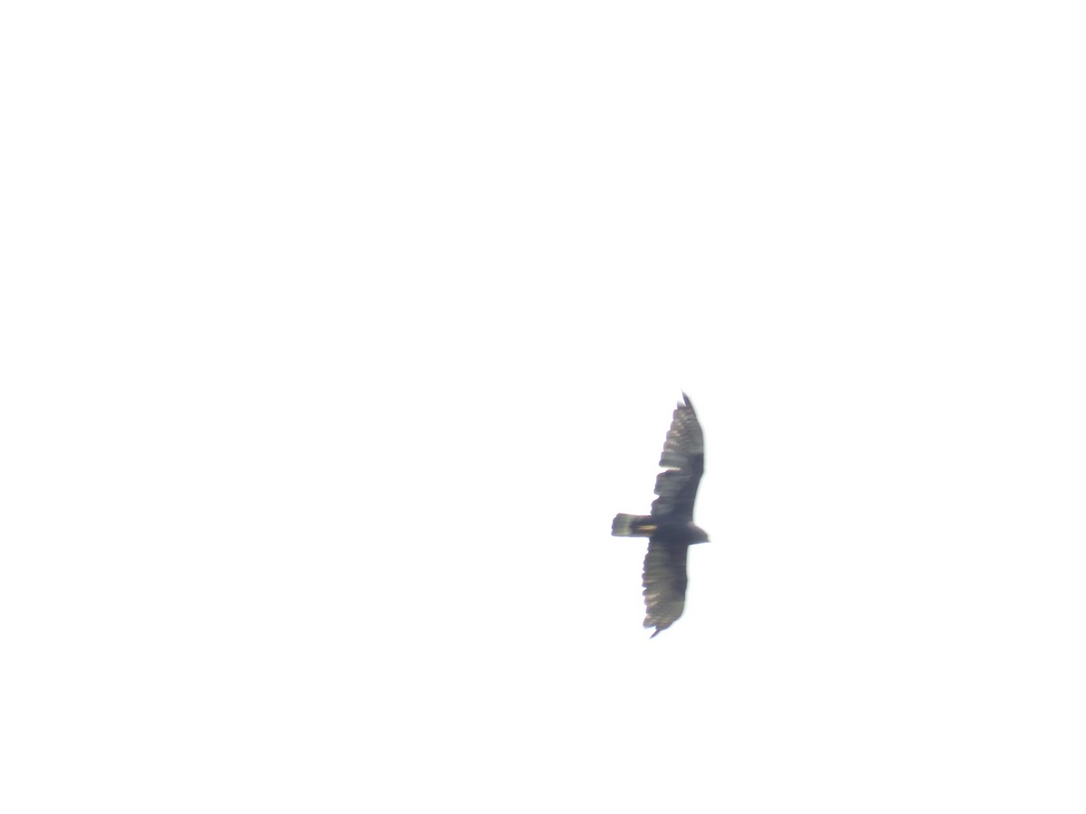 Zone-tailed Hawk - ML198589051
