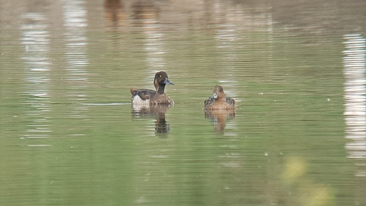 Tufted Duck - Neoh Hor Kee