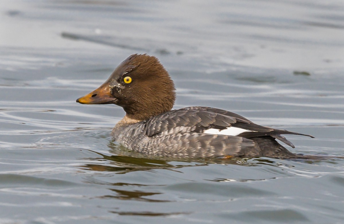 Common/Barrow's Goldeneye - eBird
