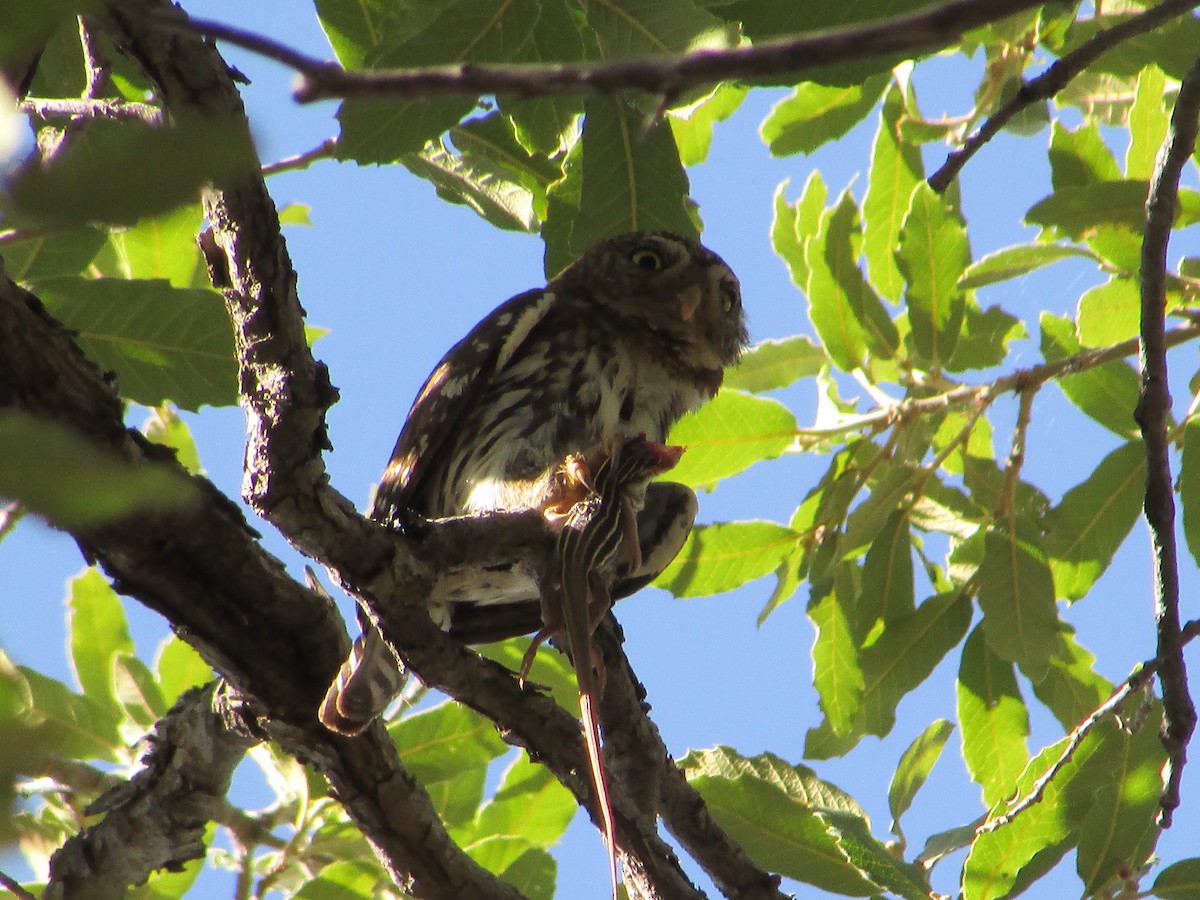 Northern Pygmy-Owl - ML198599311