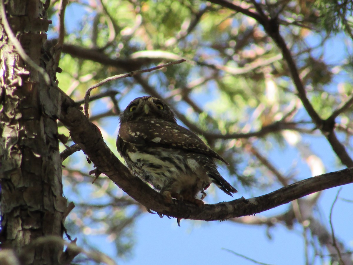 Northern Pygmy-Owl - ML198599321