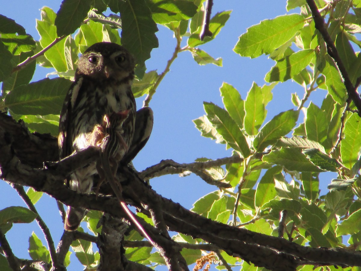Northern Pygmy-Owl - ML198599331