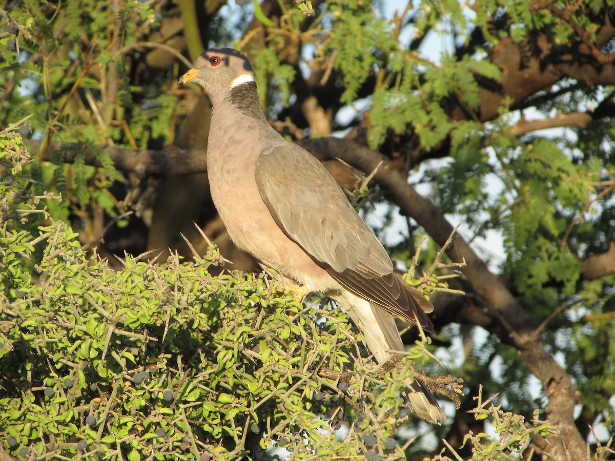 Band-tailed Pigeon - Mark Rhodes