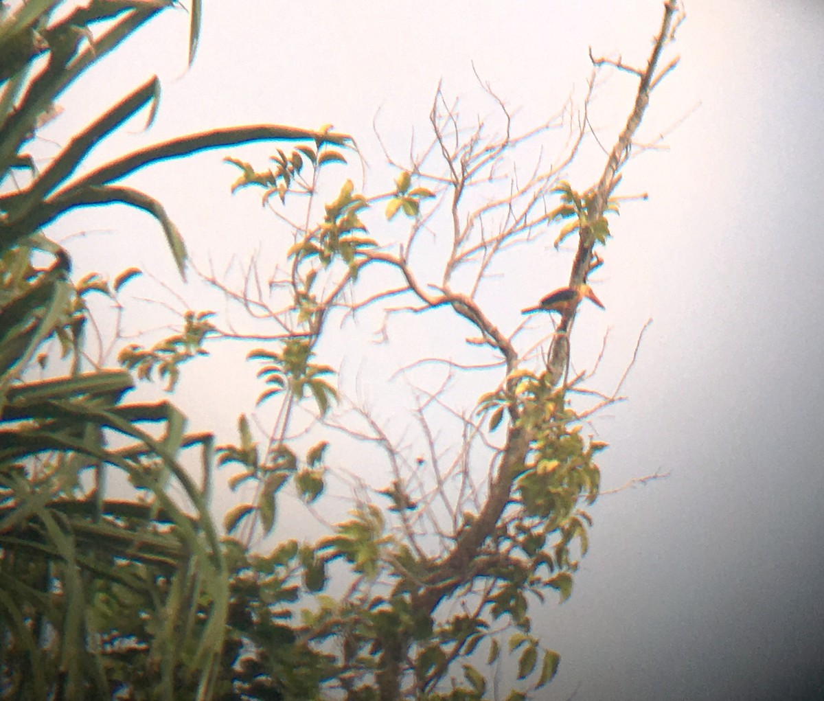 Stork-billed Kingfisher - ML198599891