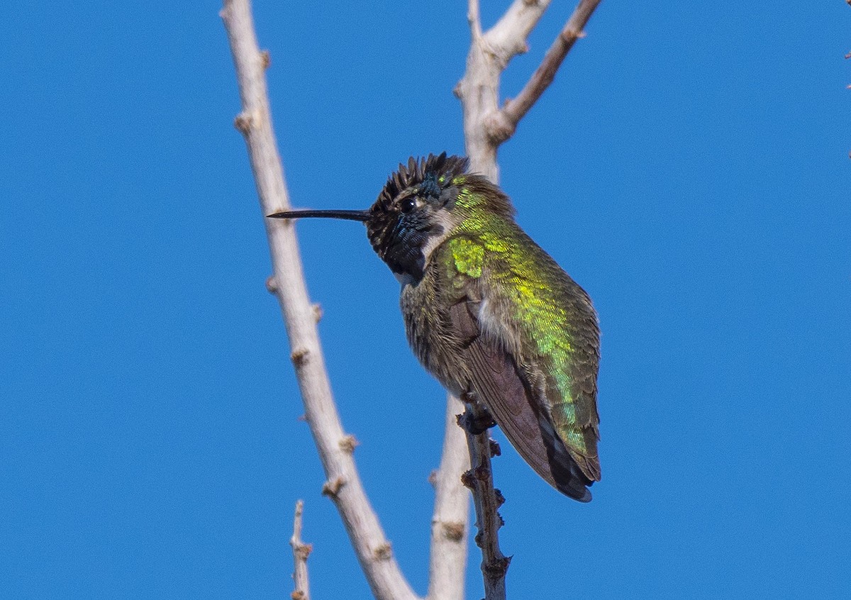 Costa's Hummingbird - Roger Uzun
