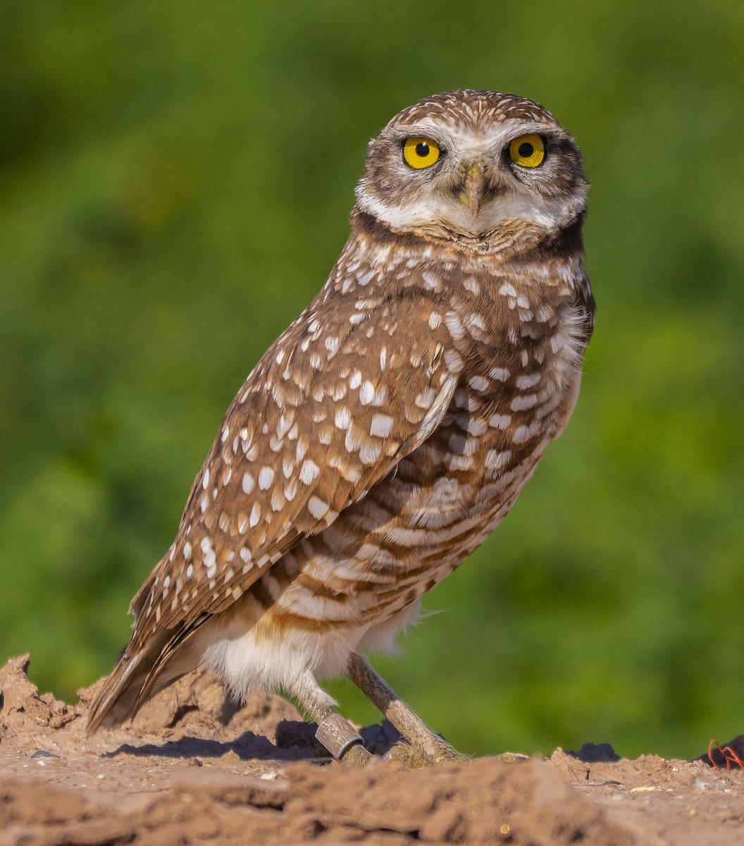 Burrowing Owl - ML198601141