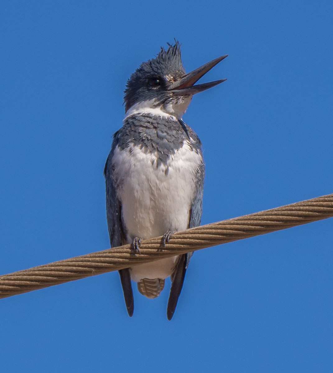 Belted Kingfisher - ML198601151