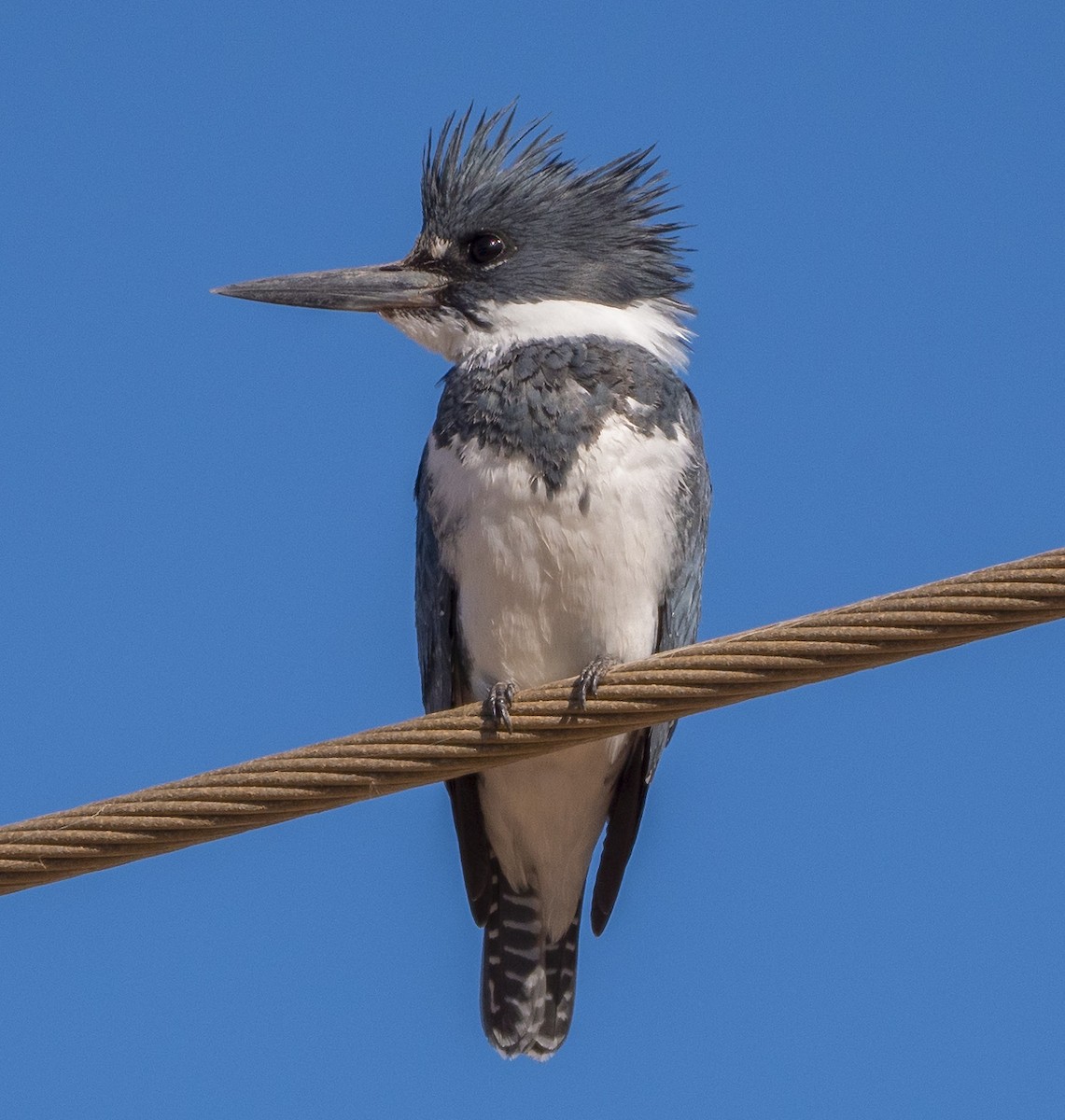 Belted Kingfisher - ML198601161