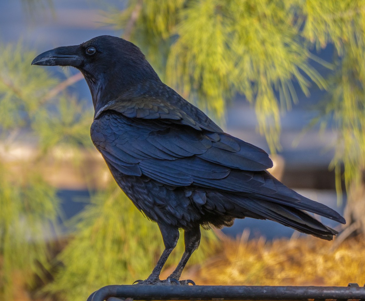 Common Raven - Roger Uzun