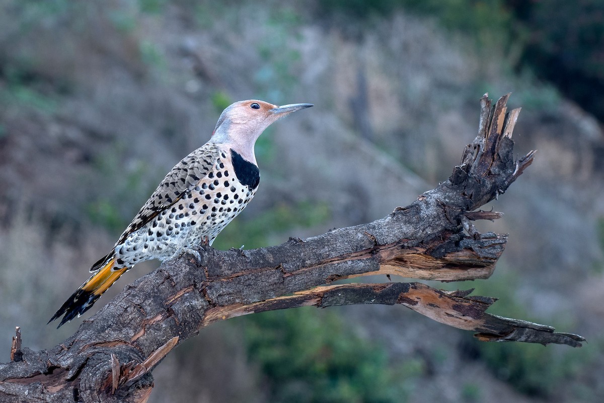 Northern Flicker (Yellow-shafted) - ML198603591