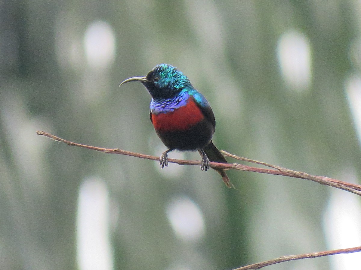 Red-chested Sunbird - ML198609151