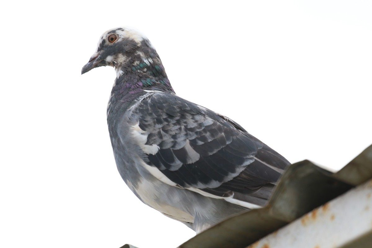 Rock Pigeon (Feral Pigeon) - ML198618791