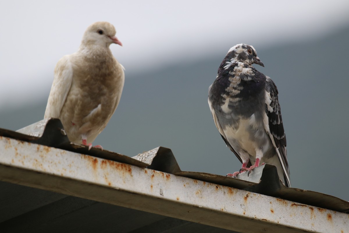Rock Pigeon (Feral Pigeon) - Fikret Ataşalan