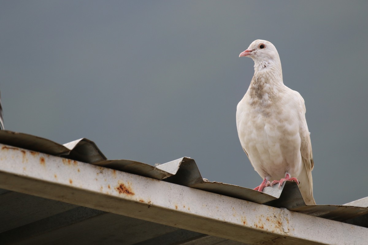 Rock Pigeon (Feral Pigeon) - ML198618811