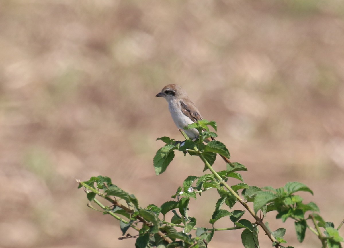 Red-tailed Shrike - Fikret Ataşalan