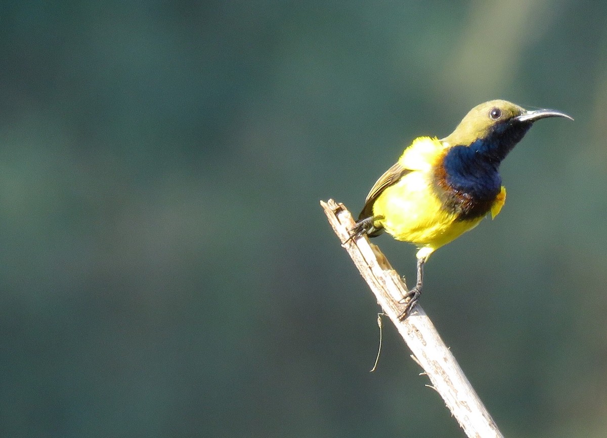 Ornate Sunbird - William Marengo