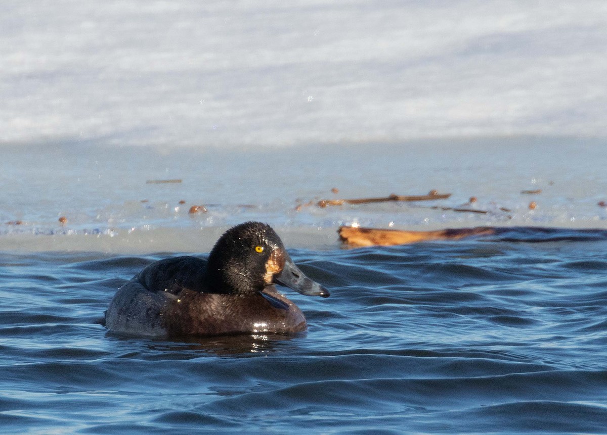 Greater Scaup - ML198622811