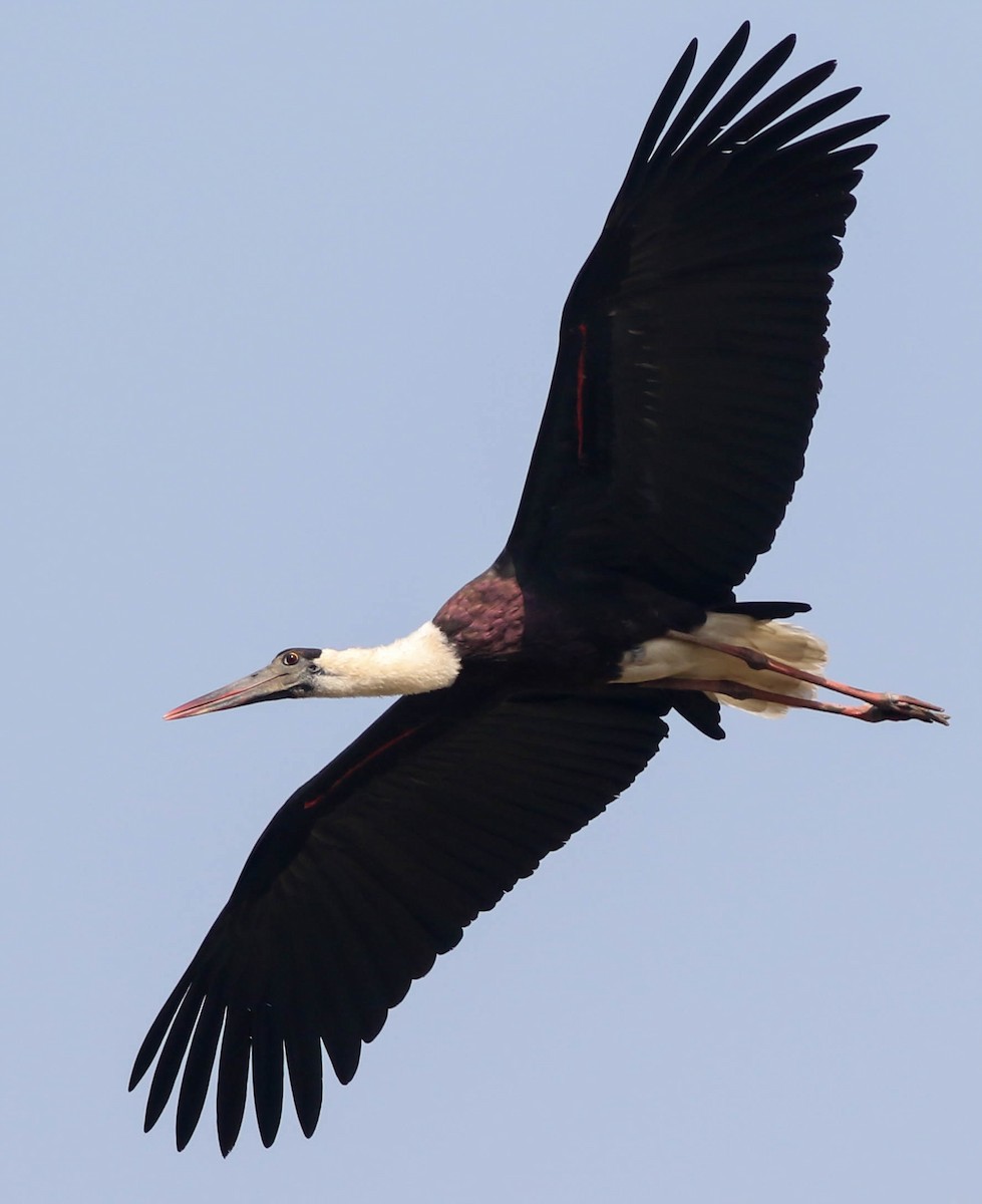 Asian Woolly-necked Stork - Sunil Dete