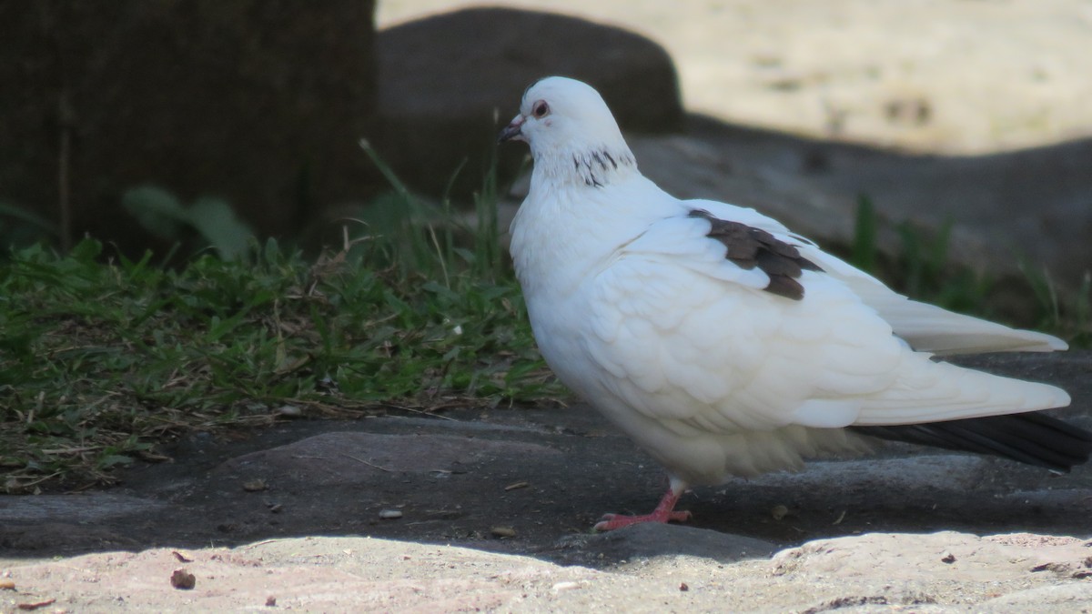 Rock Pigeon (Feral Pigeon) - ML198626271