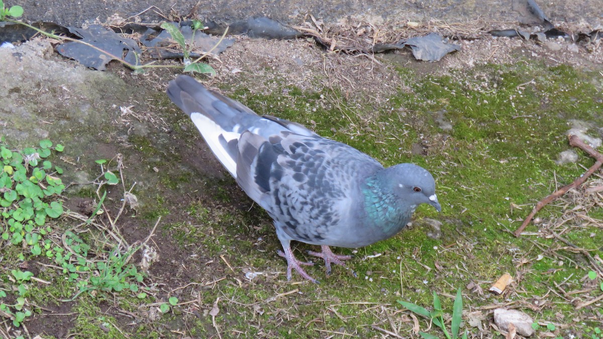 Rock Pigeon (Feral Pigeon) - ML198626291