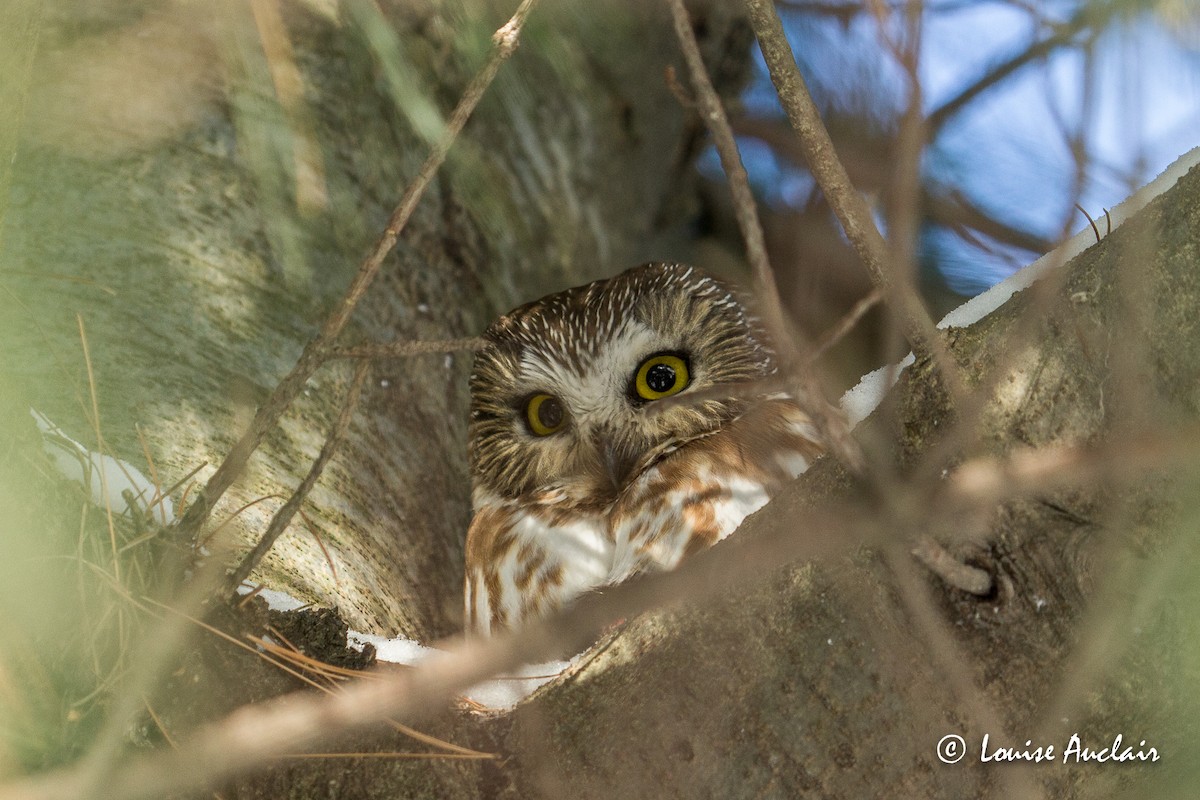 Northern Saw-whet Owl - Louise Auclair
