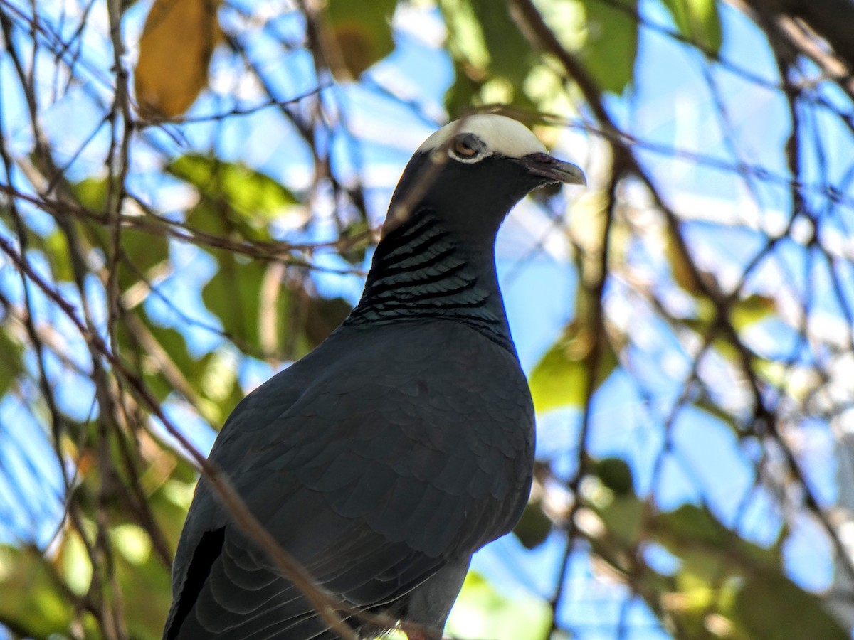 White-crowned Pigeon - ML198627461