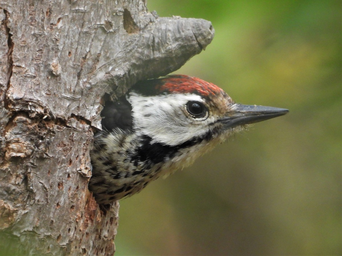 Freckle-breasted Woodpecker - ML198629011