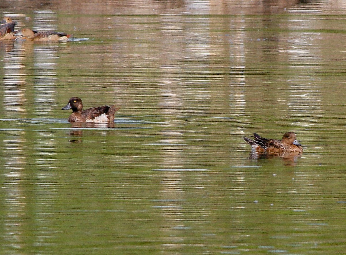 Tufted Duck - ML198629221