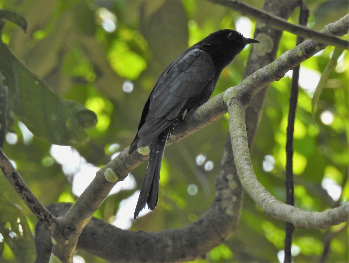 Square-tailed Drongo-Cuckoo - Tuck Hong Tang