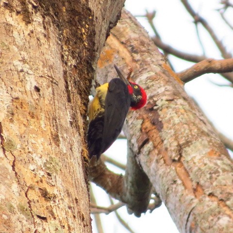 White-bellied Woodpecker - Riza Melicor