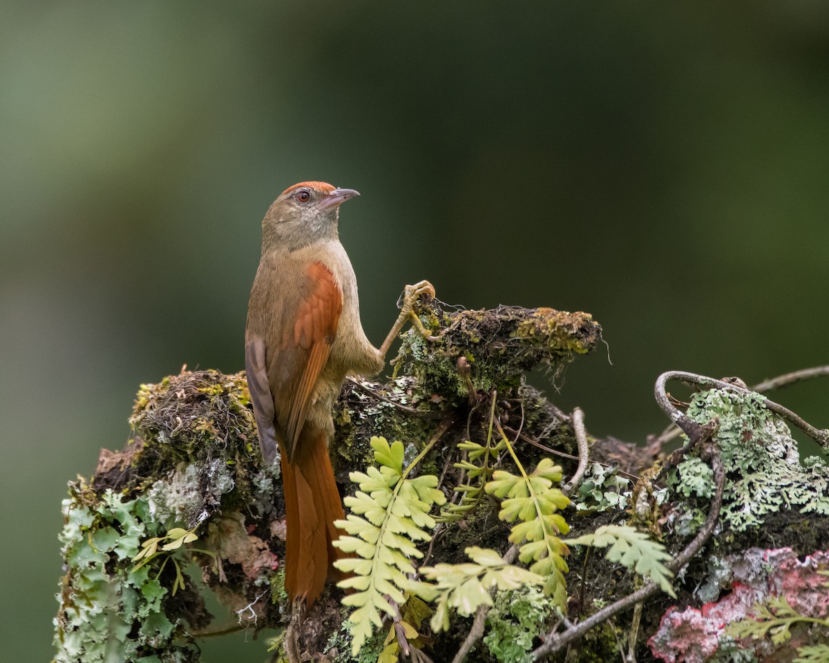 Ash-browed Spinetail - ML198635921