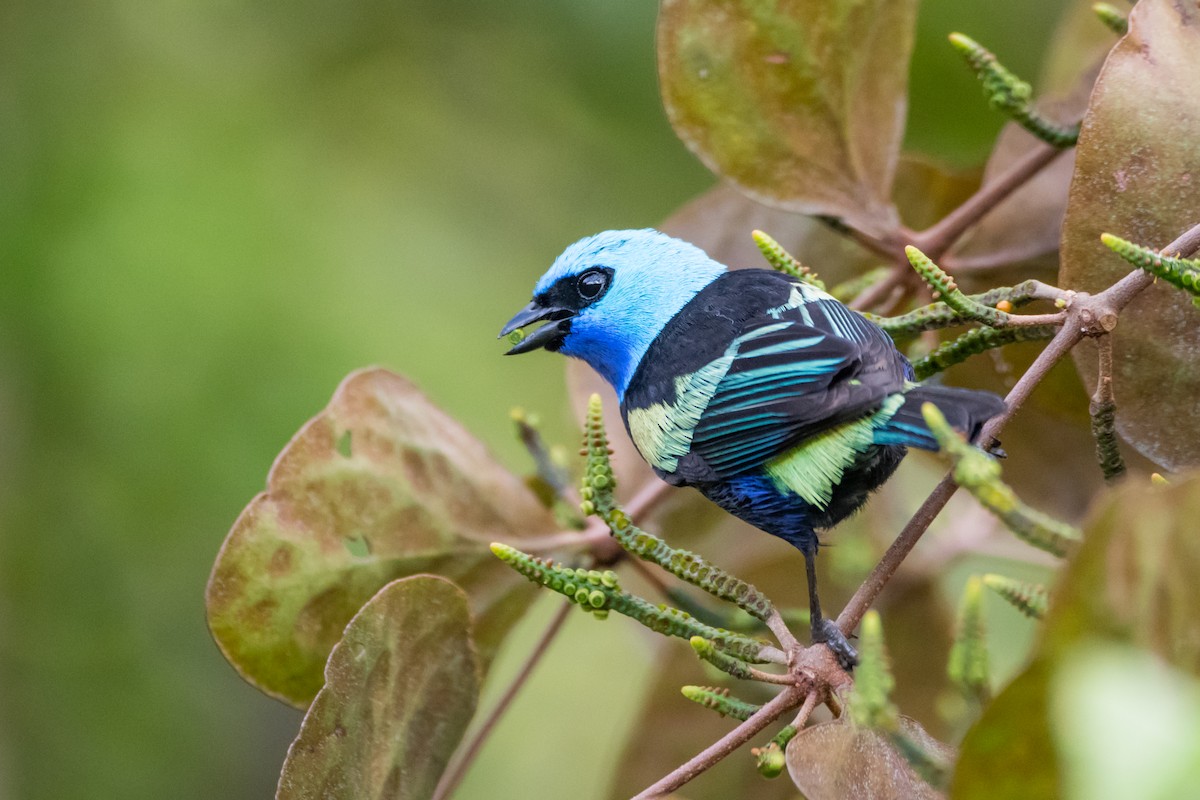 Blue-necked Tanager - ML198636311