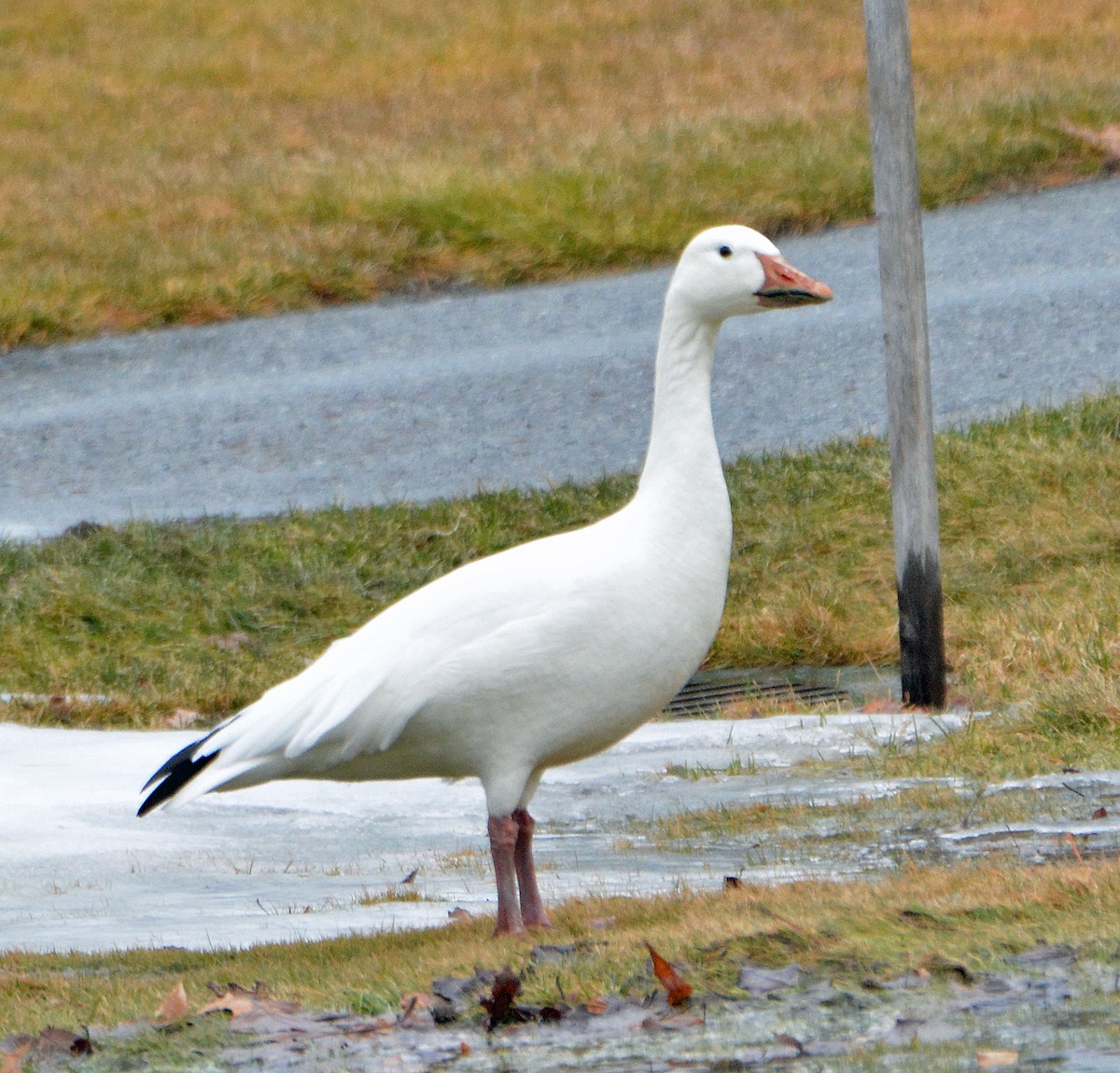 Snow Goose - ML198655981