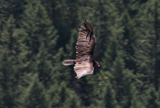 Turkey Vulture - ML198660131