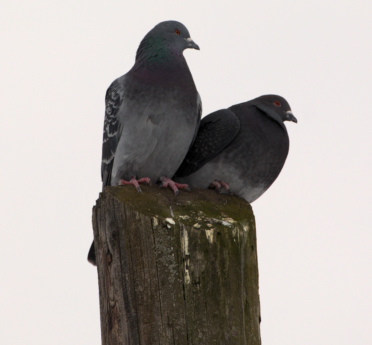 Rock Pigeon (Feral Pigeon) - ML198662341