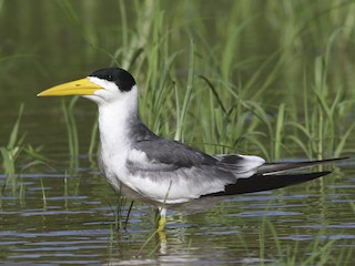  - Large-billed Tern