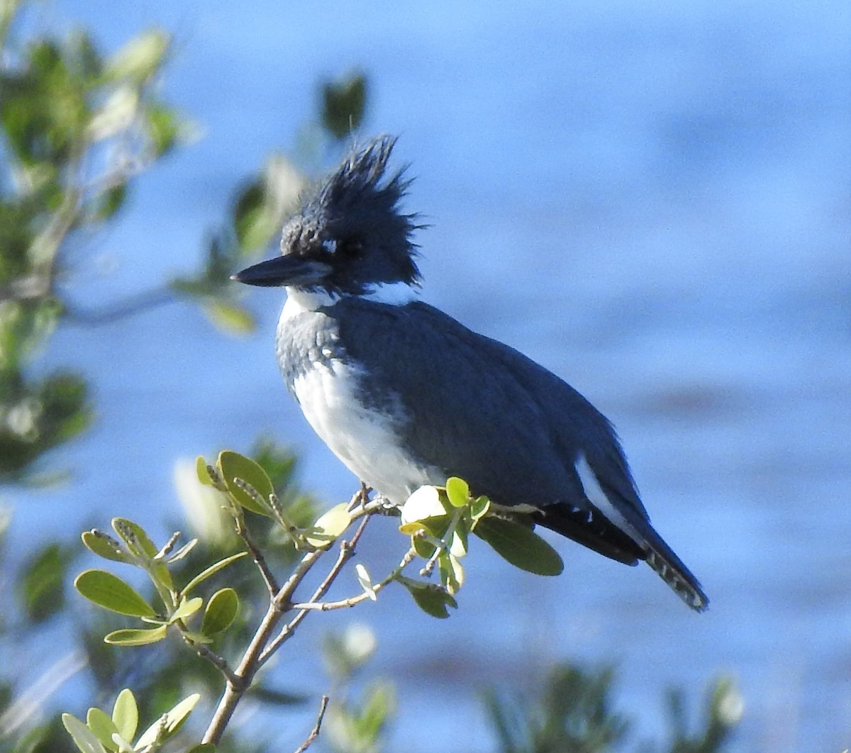 Belted Kingfisher - ML198663591