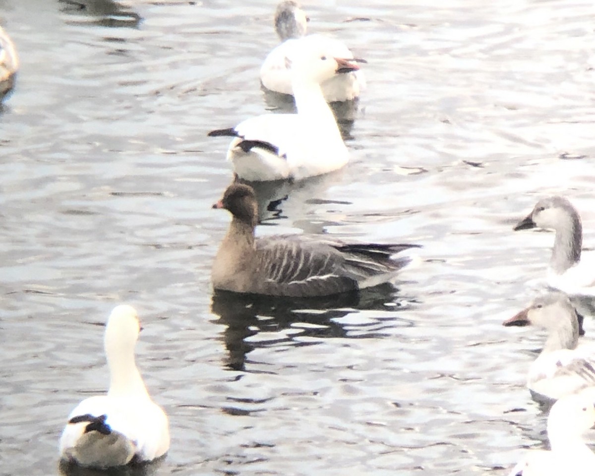 Pink-footed Goose - ML198666021