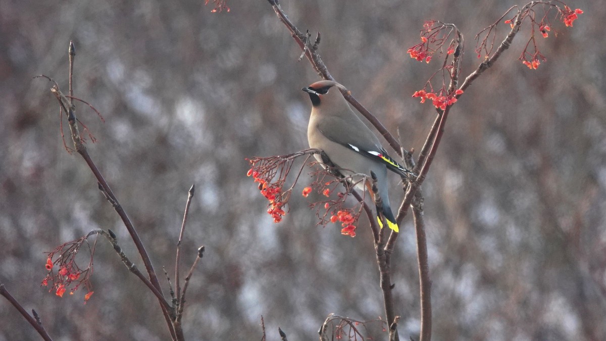 Bohemian Waxwing - Barry Day