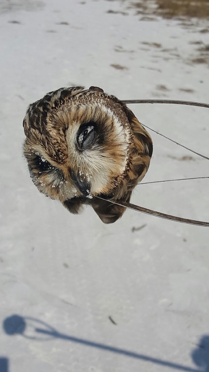 Short-eared Owl - ML198673331