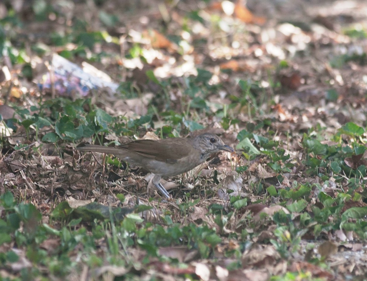 Pale-breasted Thrush - Gustavo SILVEIRA