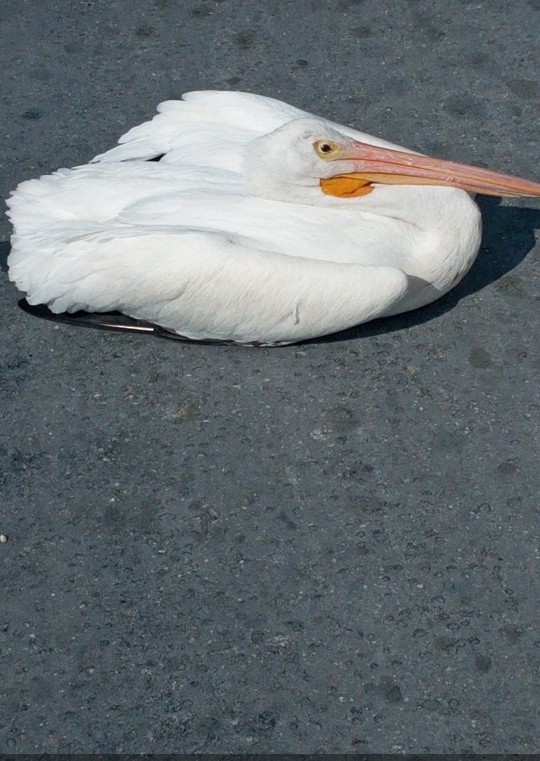 American White Pelican - Randolph "Casper" Burrows
